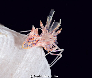 Tiger shrimp,nikon D800e 105 micro,Lembeh strait by Puddu Massimo 